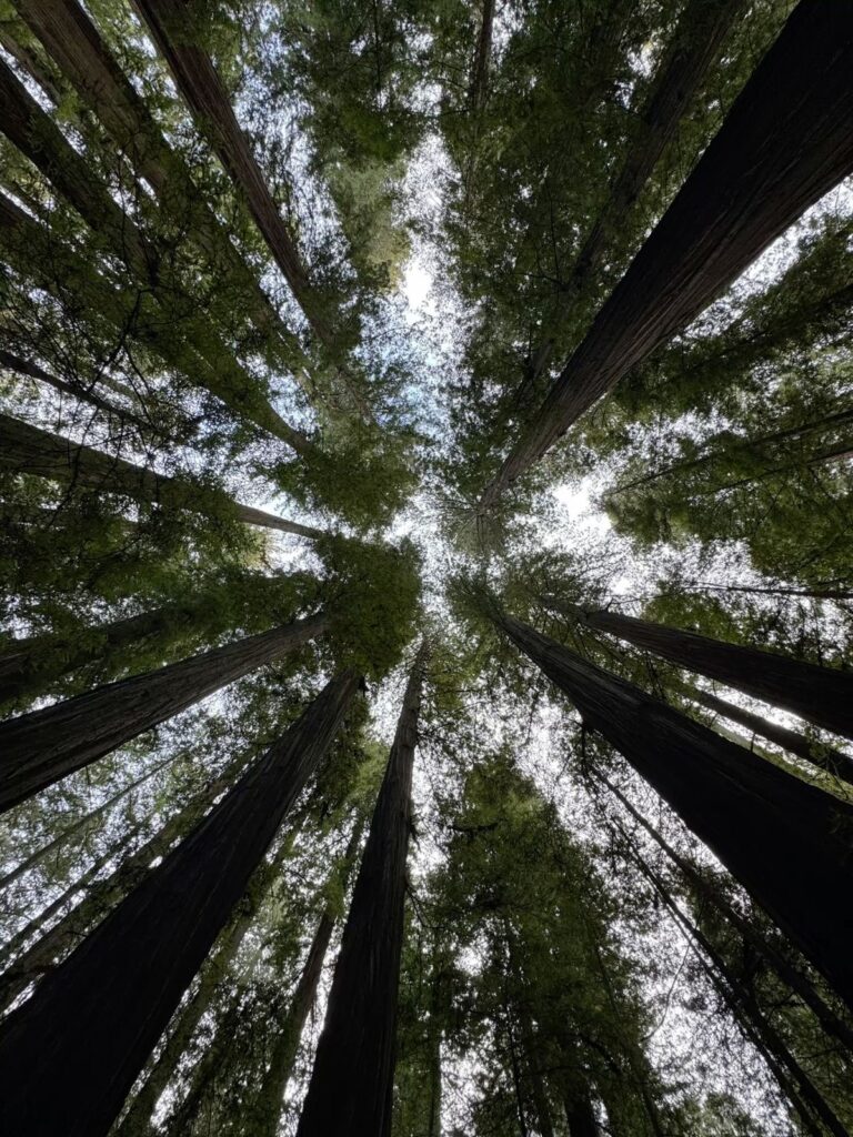 Point de vu d'une forêt où l'on regarde le ciel