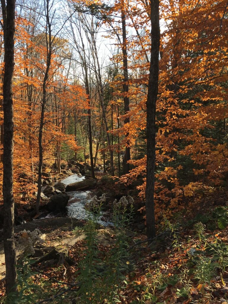 Image d'un cour d'eau dans la forêt en automne